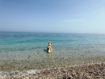 Dog standing in sea against blue sky