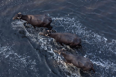 High angle view of buffaloes walking in lake