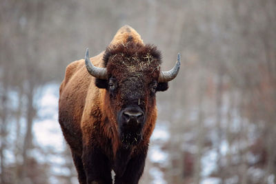 Close-up of an animal