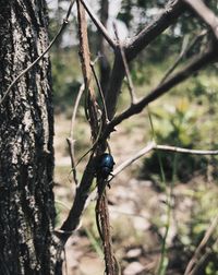 Close-up of bird perching on tree