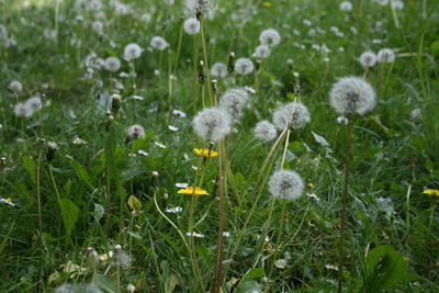 Close-up of white dandelion flowers on field