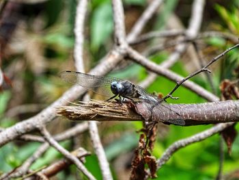 Close-up of dragonfly on plant