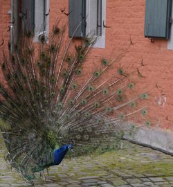 High angle view of peacock