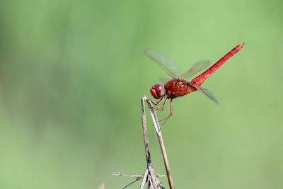 Close-up of dragonfly on plant
