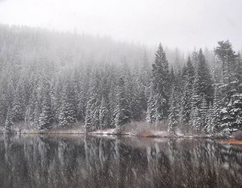 Reflection of trees in lake