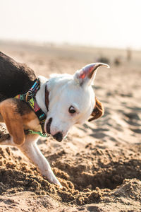 Close-up of a dog on beach