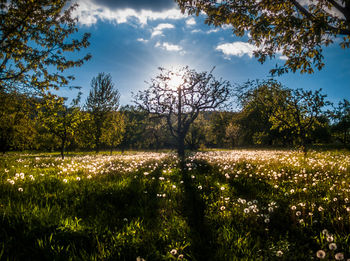 Scenic view of field against sky