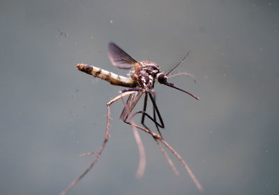 Close-up of dragonfly