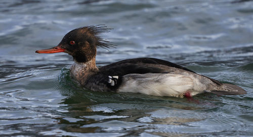 Close-up of duck swimming in lake