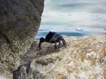 Close-up of horse standing on rock