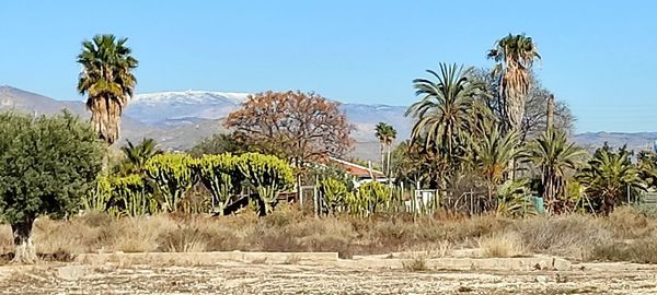 Plants growing on field against clear sky