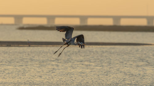 View of a large bird taking-off in the sunset with a bridge in the background