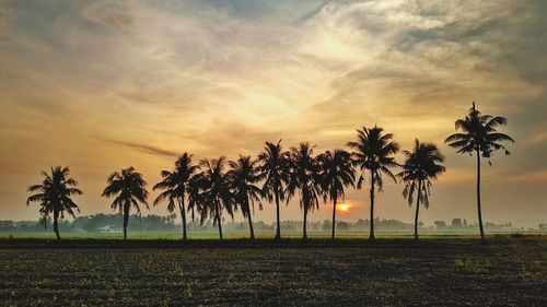 Silhouette palm trees on field against sky during sunset