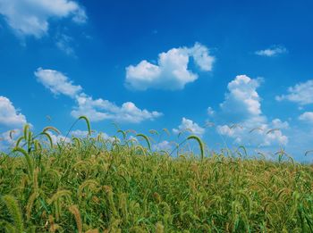 Plants growing on field against blue sky