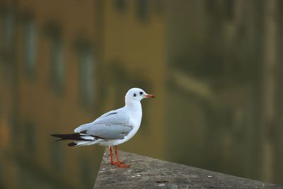 Close-up of seagull perching on wall