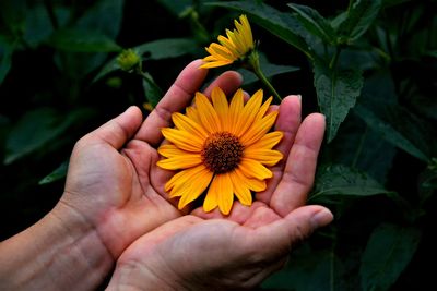 Close-up of hand holding yellow flower