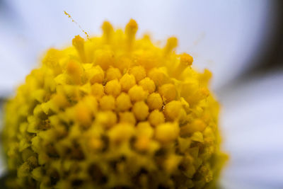 Close-up of yellow flower