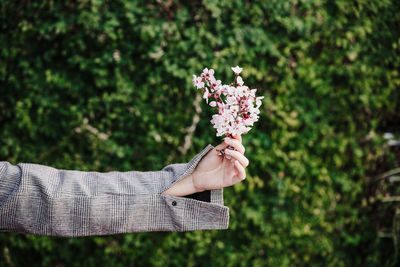 Unrecognizable woman holding almond tree flowers over green background, nature and spring time