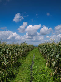 Plants growing on field against sky