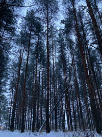 Low angle view of trees in forest during winter