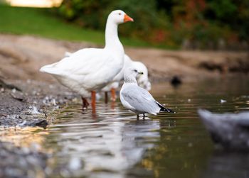 View of birds in lake