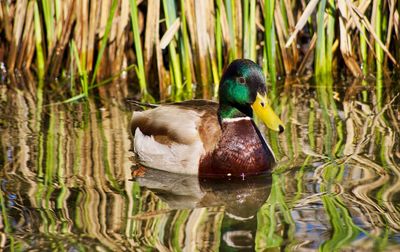 Duck swimming in lake