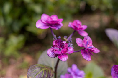 Close-up of pink flowering plant