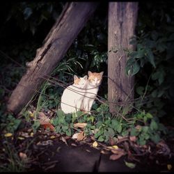 Cat in backyard