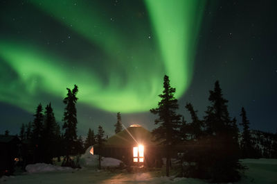 Illuminated trees against sky at night during winter