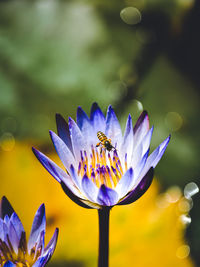 Close-up of insect on purple flower