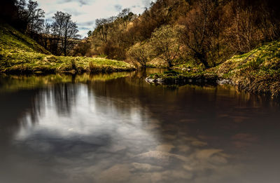 Reflection of trees in water