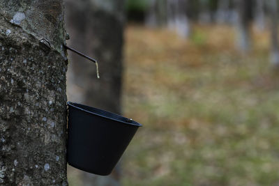 Close-up of plant against the wall