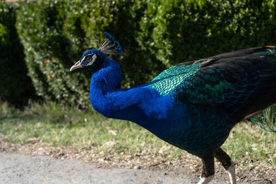 Close-up of peacock