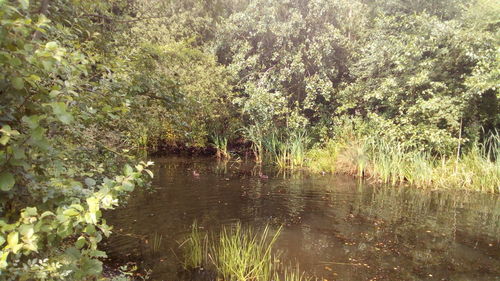 Scenic view of forest