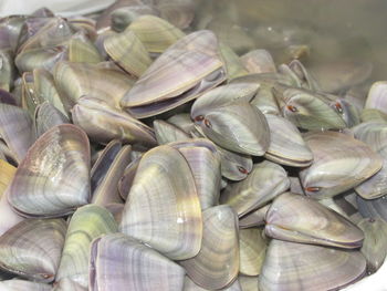 High angle view of shells for sale in market