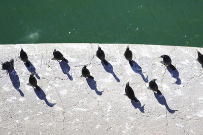High angle view of birds perching on retaining wall