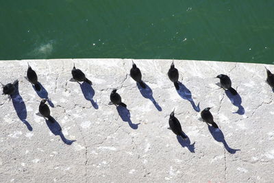 High angle view of birds on shadow