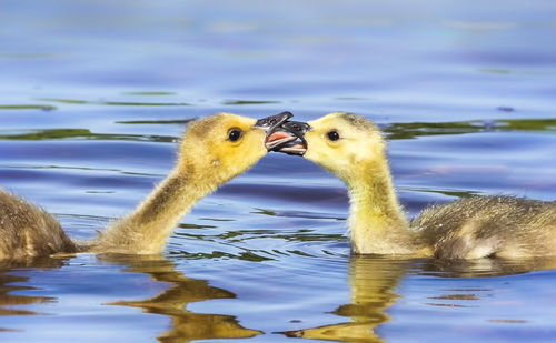 Birds swimming in lake