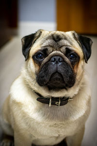 Close-up portrait of a dog