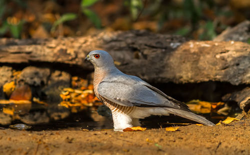 Beautiful bird shikra  huter of hawk drink water on pond