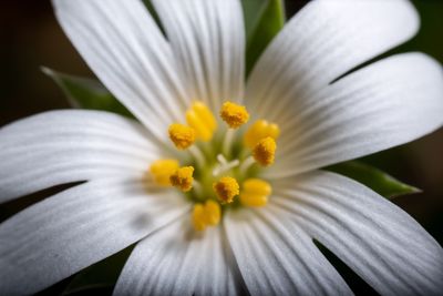 Close-up of white daisy