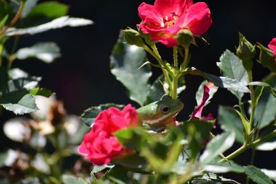 Close-up of pink rose