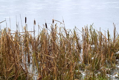 High angle view of grass on lakeshore