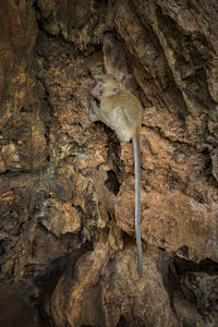 View of lizard on rock