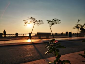 Silhouette plants against sky during sunset