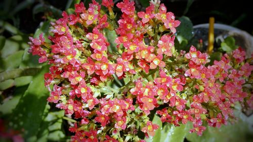 Close-up of pink flowering plants