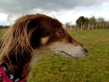 Close-up of dog on field against sky