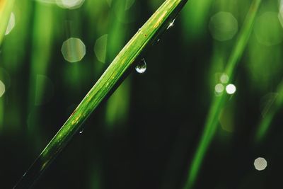 Close-up of raindrops on grass