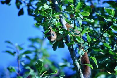Close-up of fruits on tree