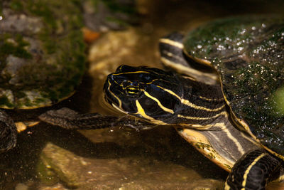 Suwannee river cooter turtle pseudemys concinna suwanniensis swims in a pond in naples, florida.